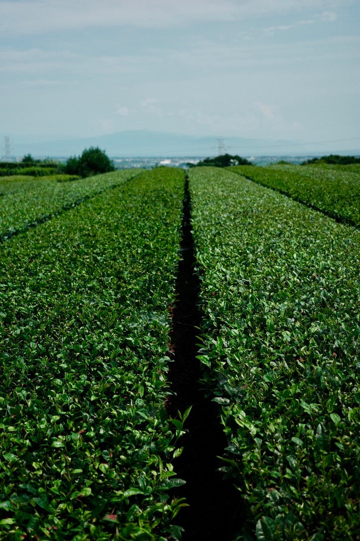 Rows of tea plants at a Japanese tea farm